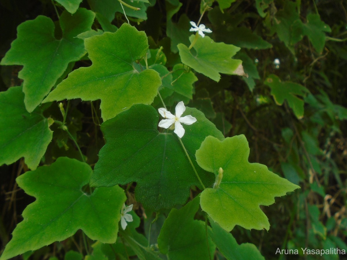 Trichosanthes tubiflora (Wight & Arn.) H.J.de Boer